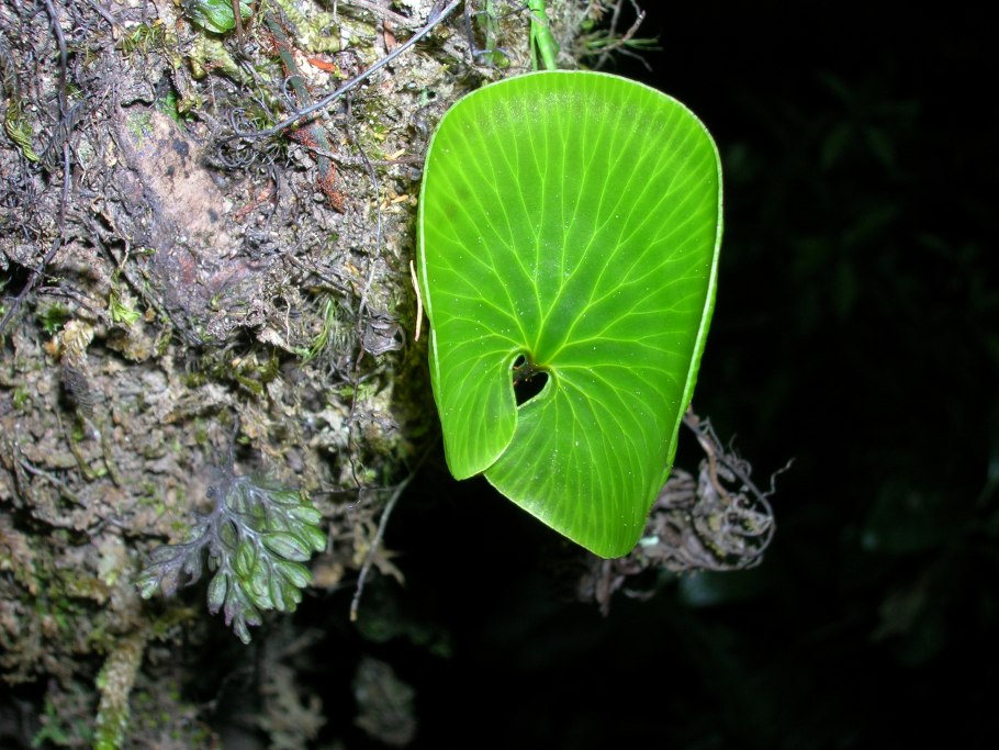 Гименофилловые папоротники