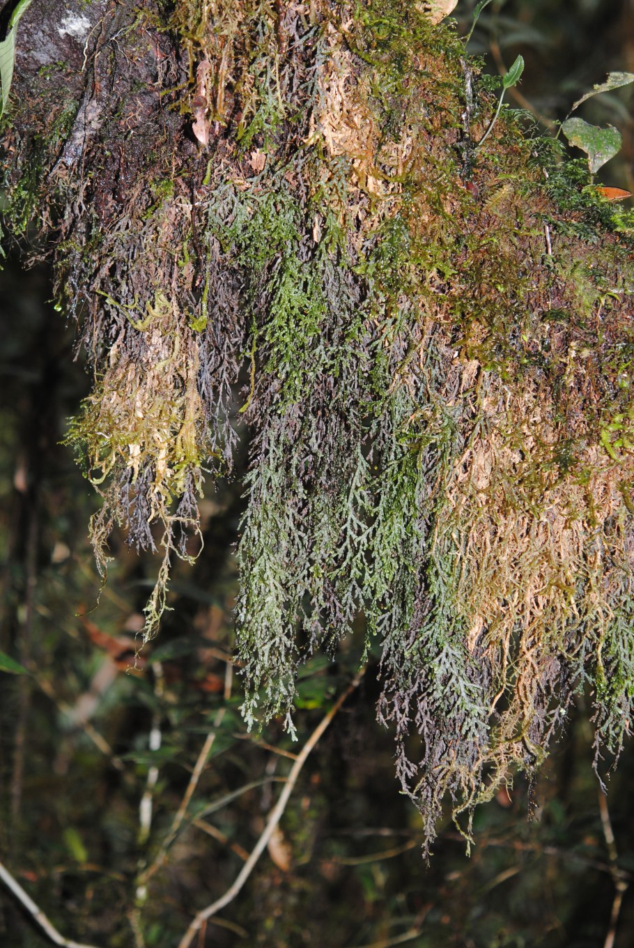Папоротник Hymenasplenium Obscurum