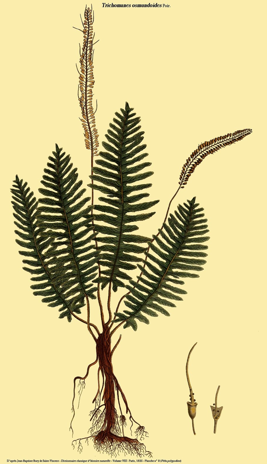 Hymenophyllum nephrophyllum