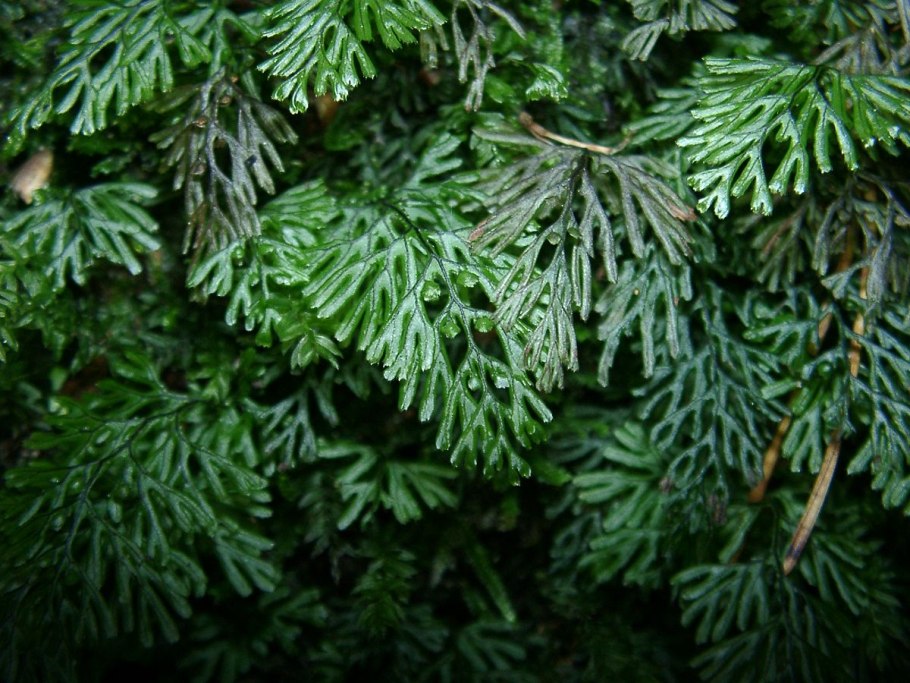 Hymenophyllum multifidum