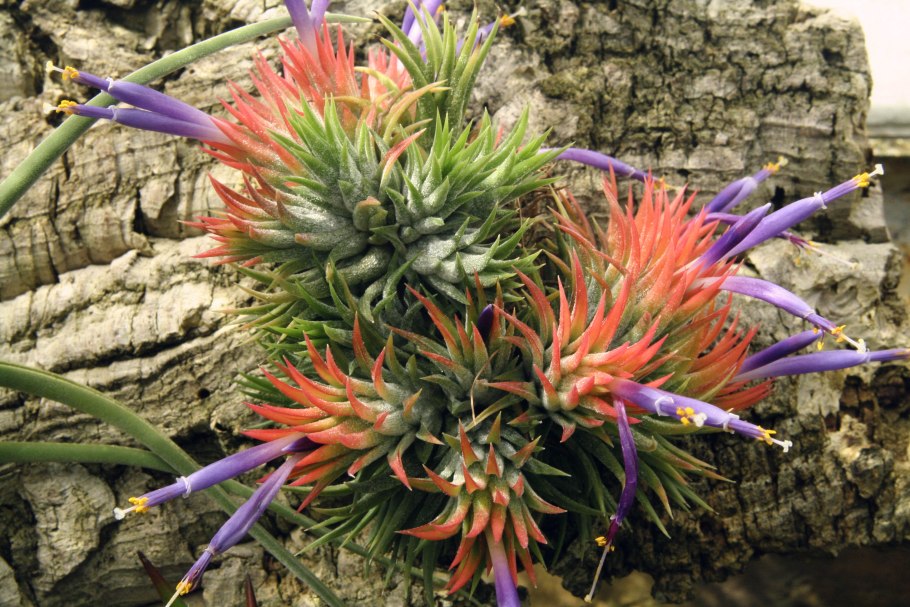 Crepidomanes SP. Wasabi