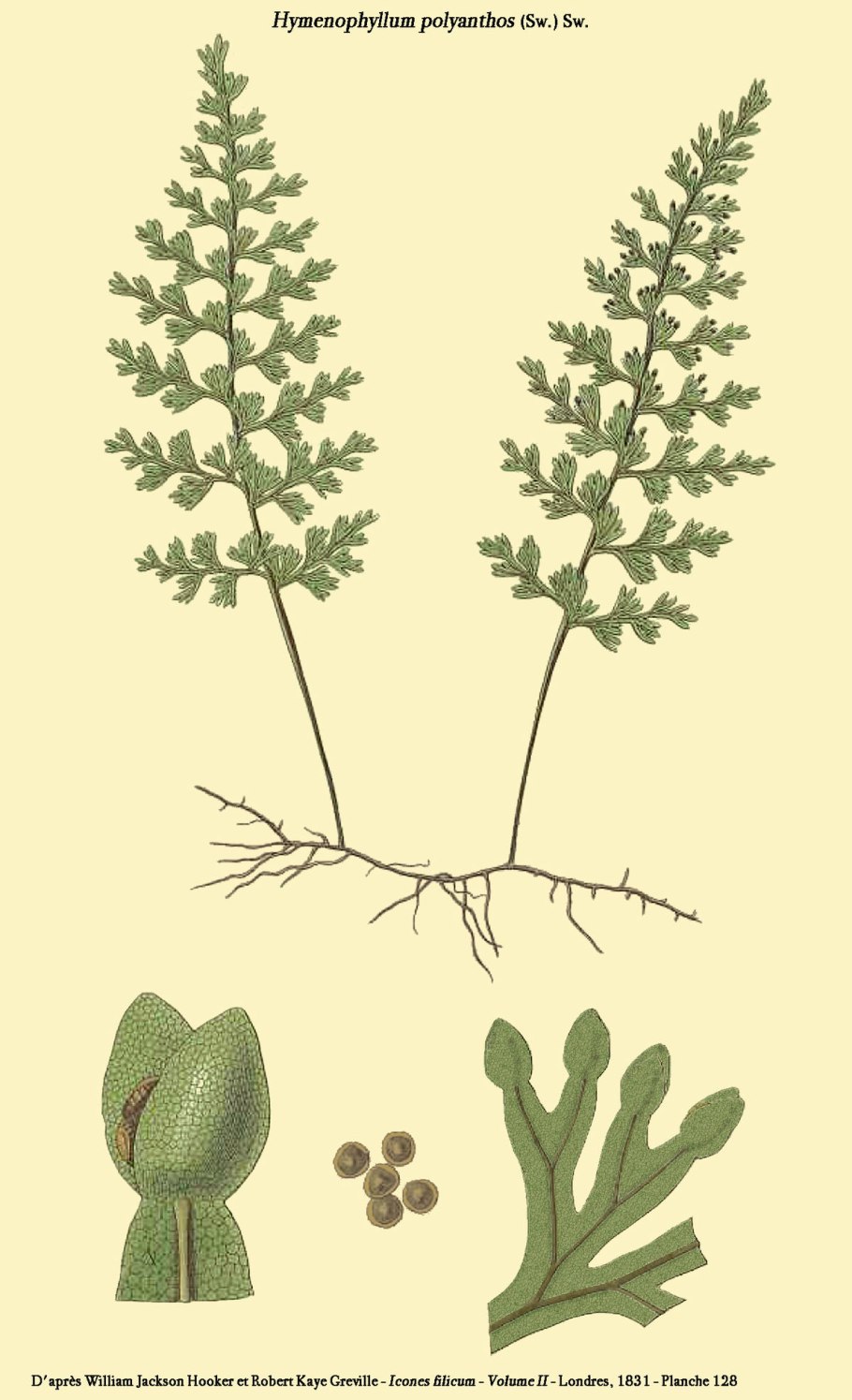 Папоротник Hymenophyllum