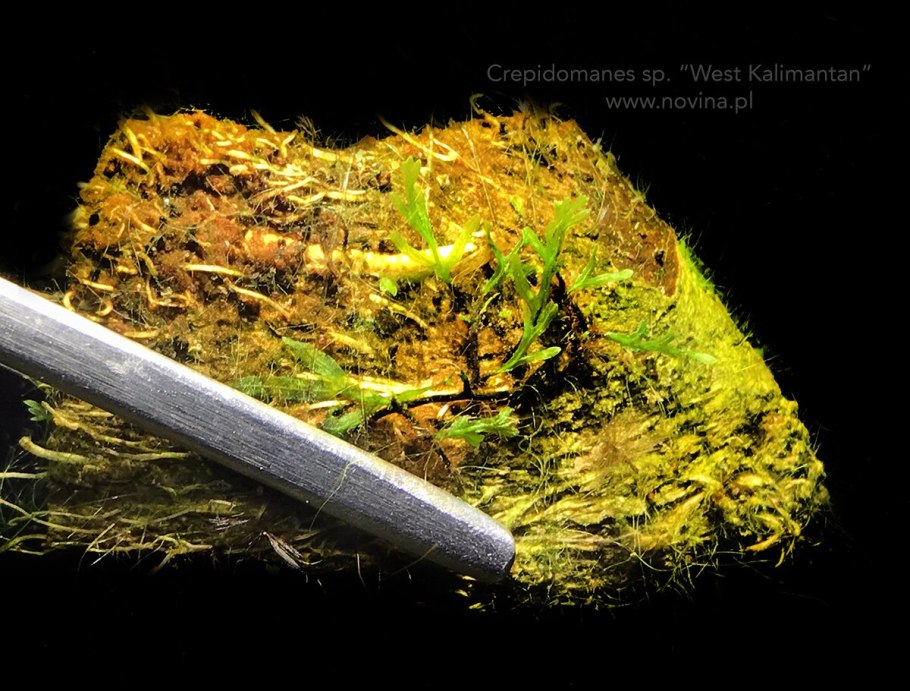 Эпифитная бромелия