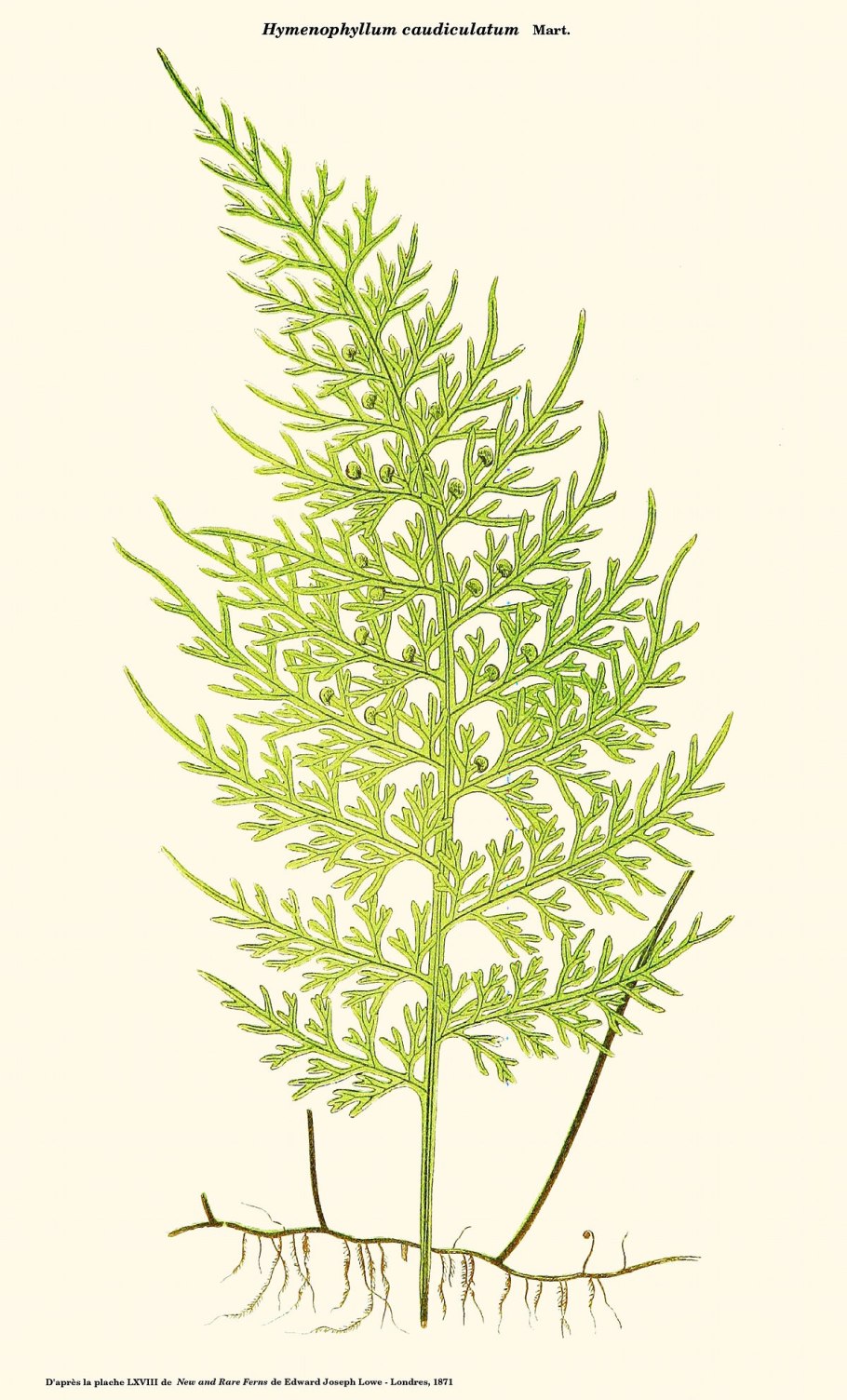Hymenophyllum tunbrigense