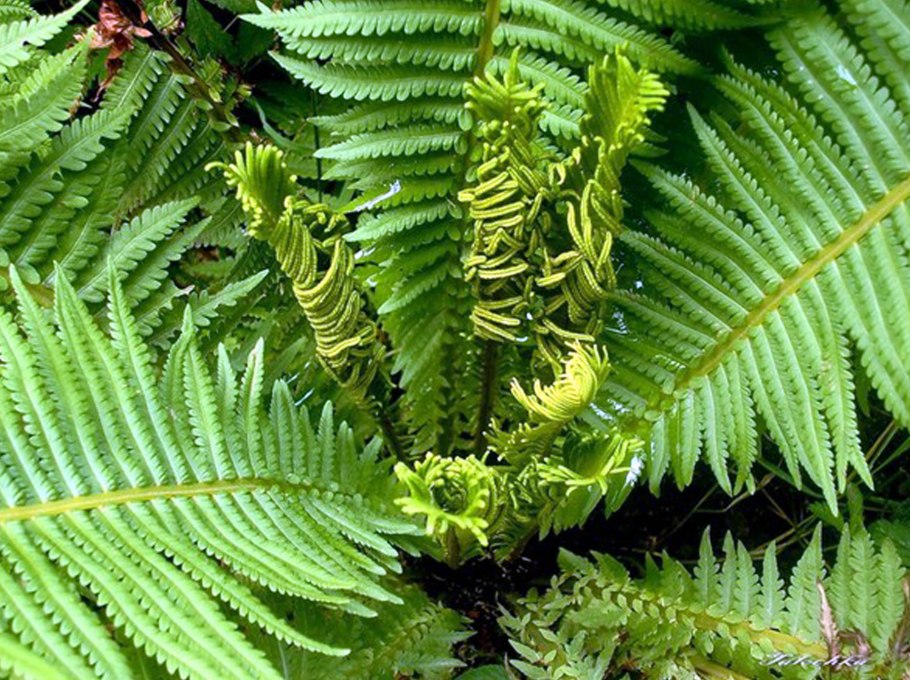 Экваториальные леса Эпифиты