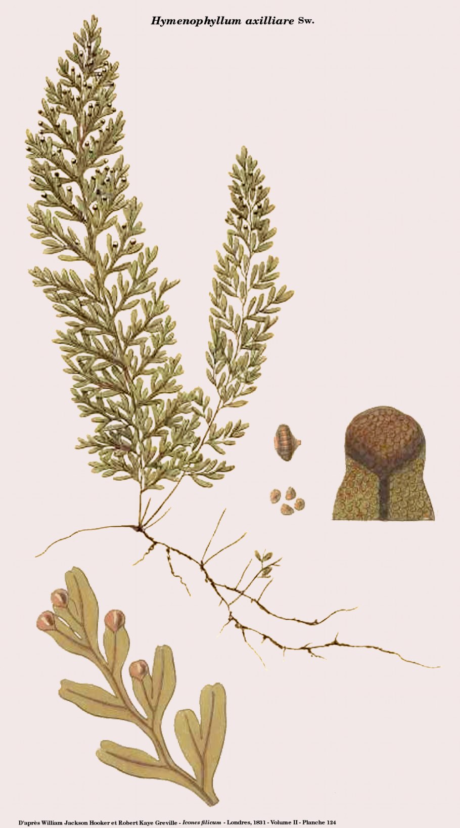 Hymenophyllum tunbridgense