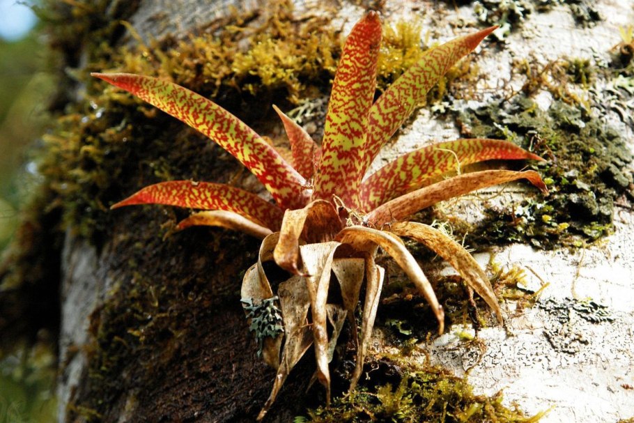 Эпифитный папоротник