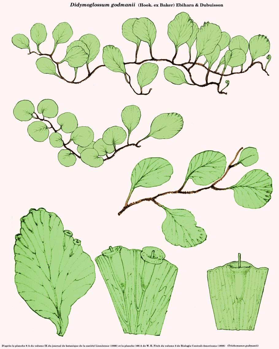 Эхмея Геликония