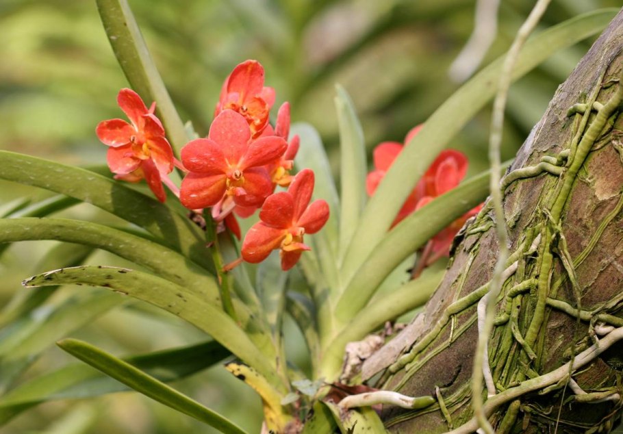Бромелиевые (Bromeliaceae) в Южной Америке