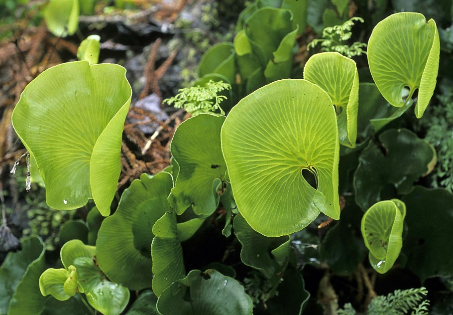 Crepidomanes Wayanad