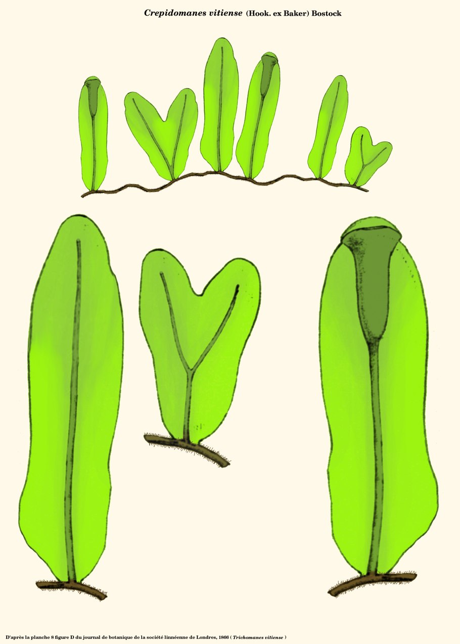 Асплениум бульбоносный