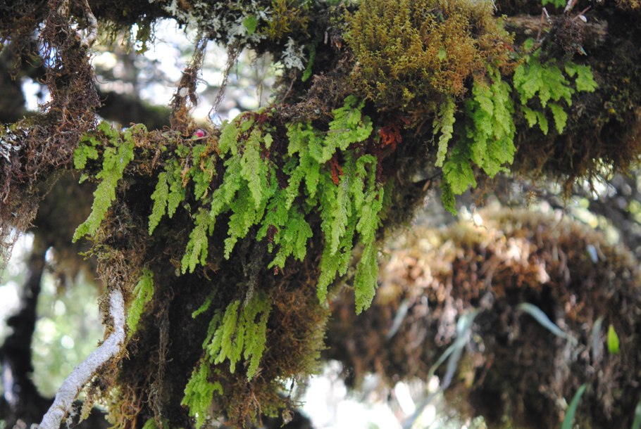 Hymenophyllum tunbrigense