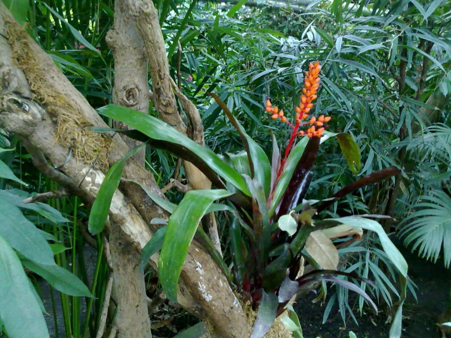 Эпифитная бромелия