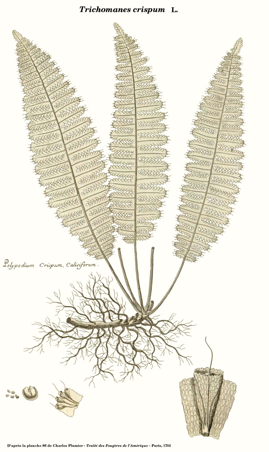 Папоротник Борнео (trichomanes javanicum 'Borneo Fern')