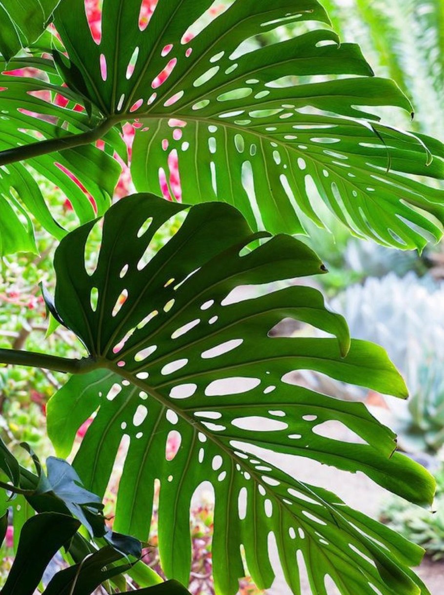 Эпифитная бромелия