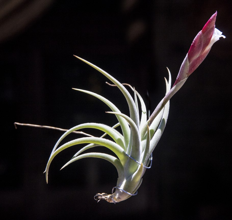 Бромелия эпифит