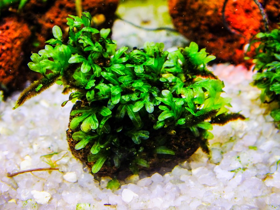 Hymenophyllum tunbrigense