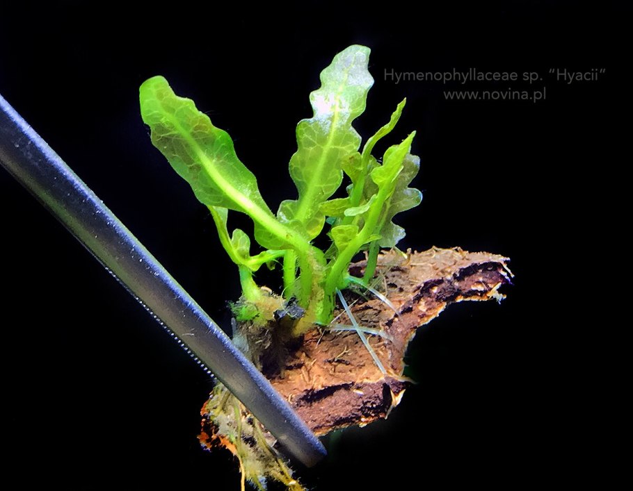 Адиантум почковидный (reniforme)