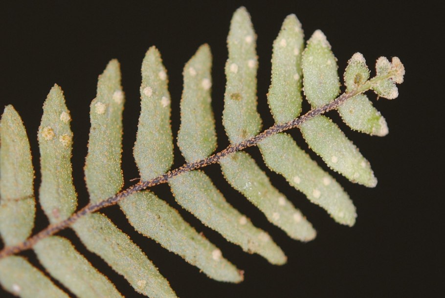 Trichomanes reniforme