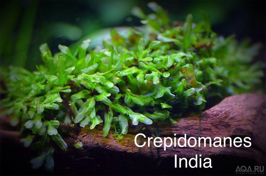 Hymenophyllaceae SP