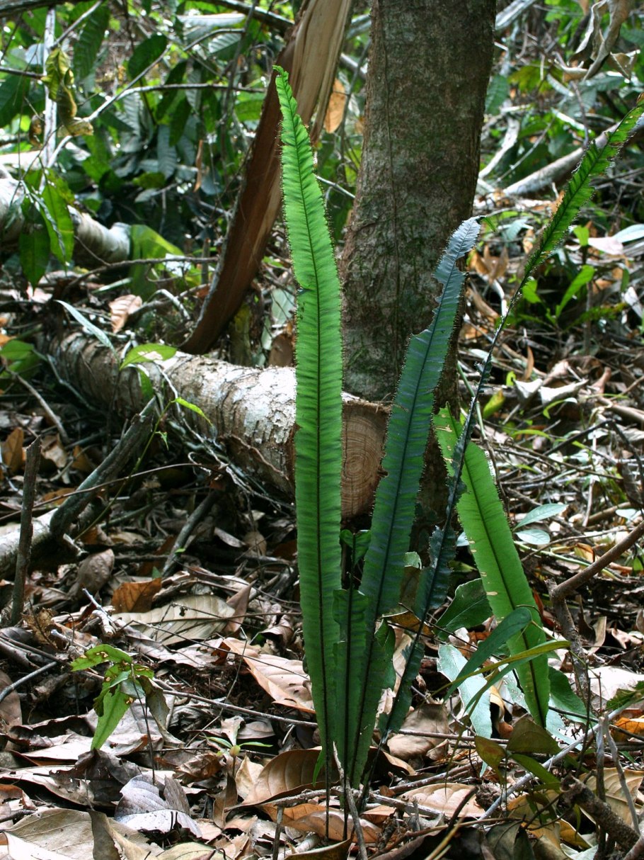 Растения из рода суккулентов с стволом дерево