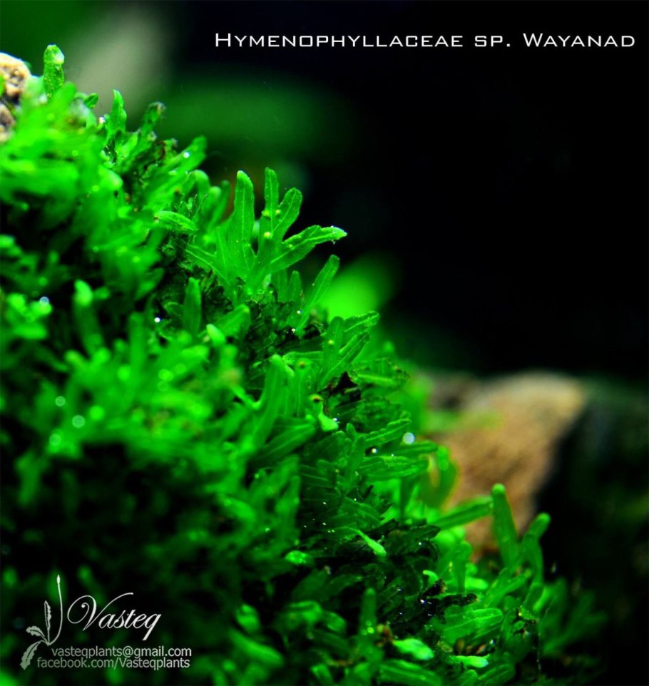 Бромелиевые Суккуленты