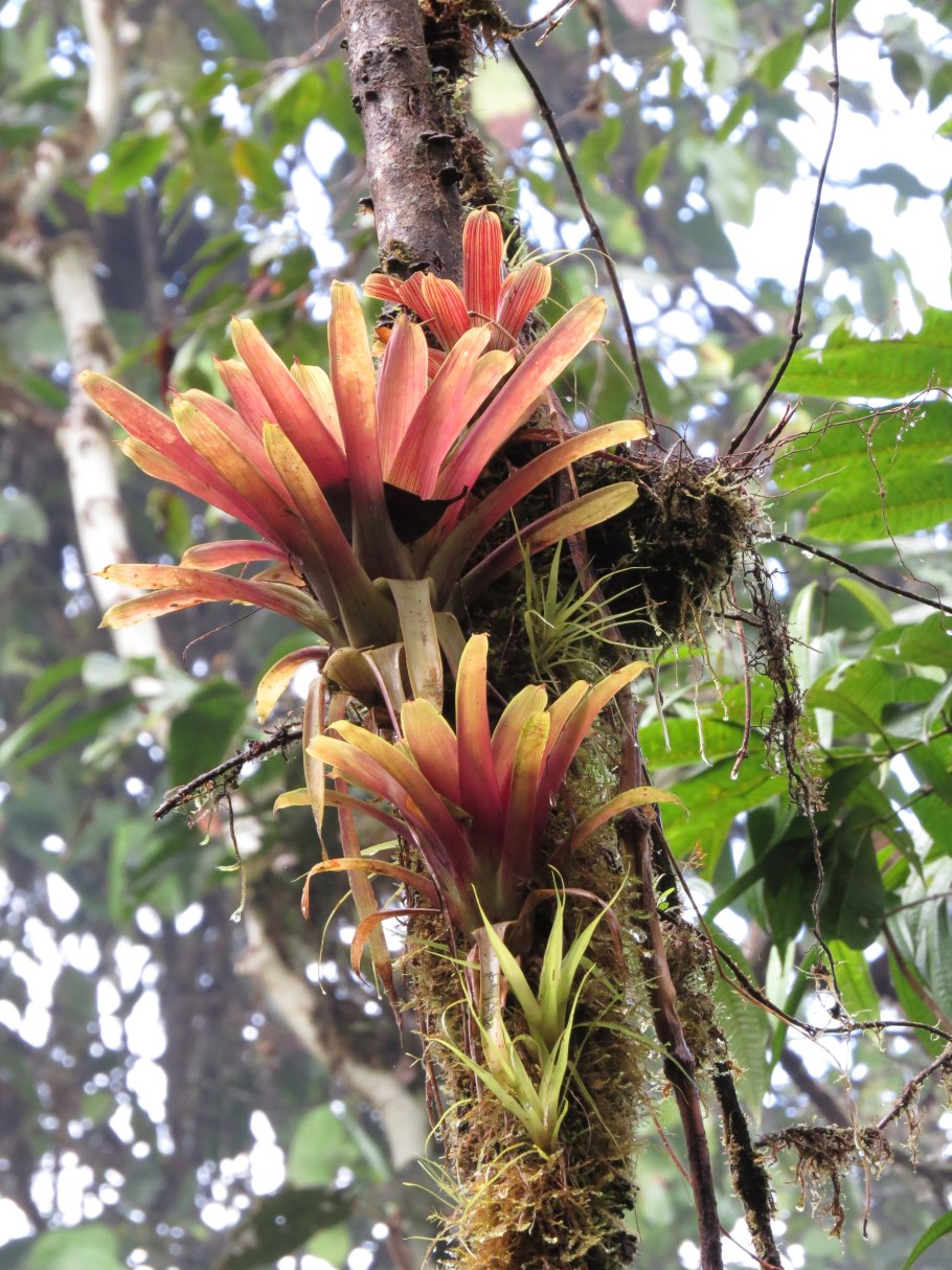 Кочедыжник, страусник семенные?