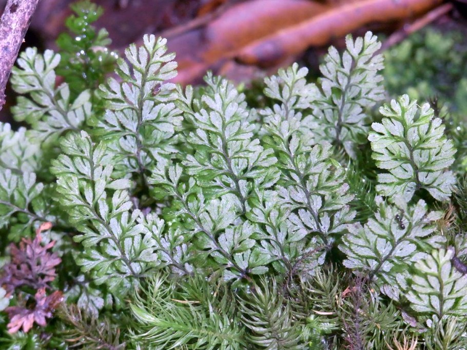 Hymenophyllum tayloriae