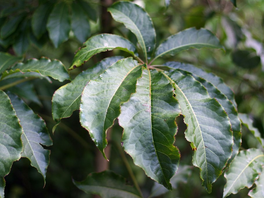 Pseudopanax crassifolius