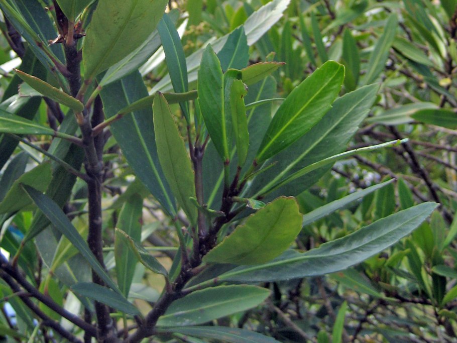 Pseudopanax laetevirens