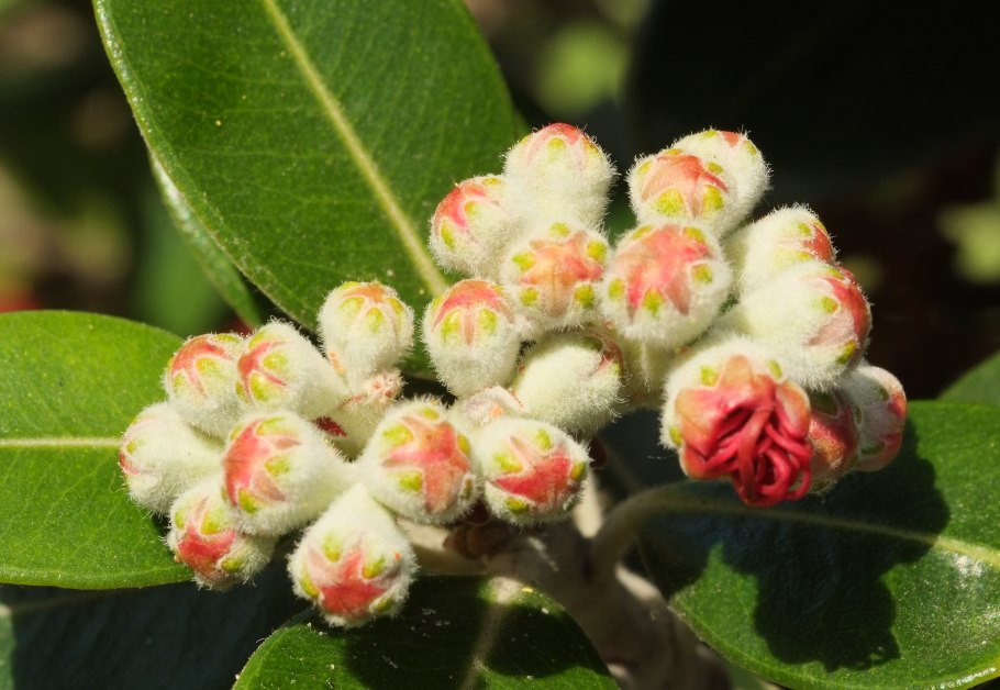 Metrosideros excelsa