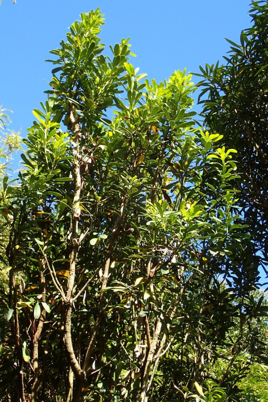 Pseudopanax crassifolius