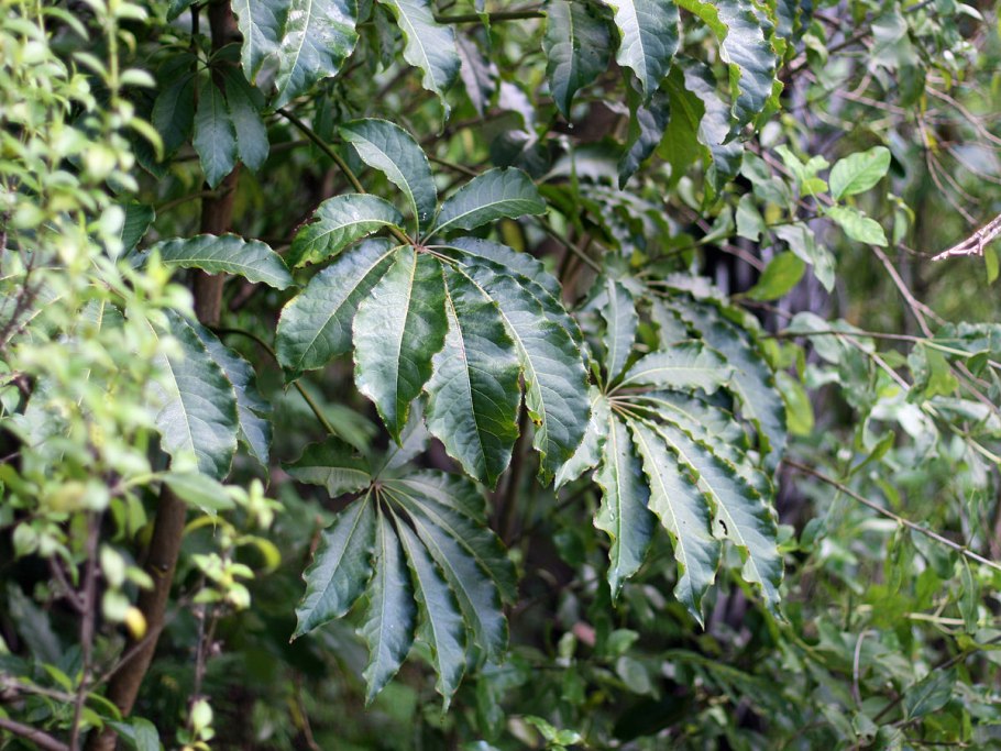 Шеффлера дигитата