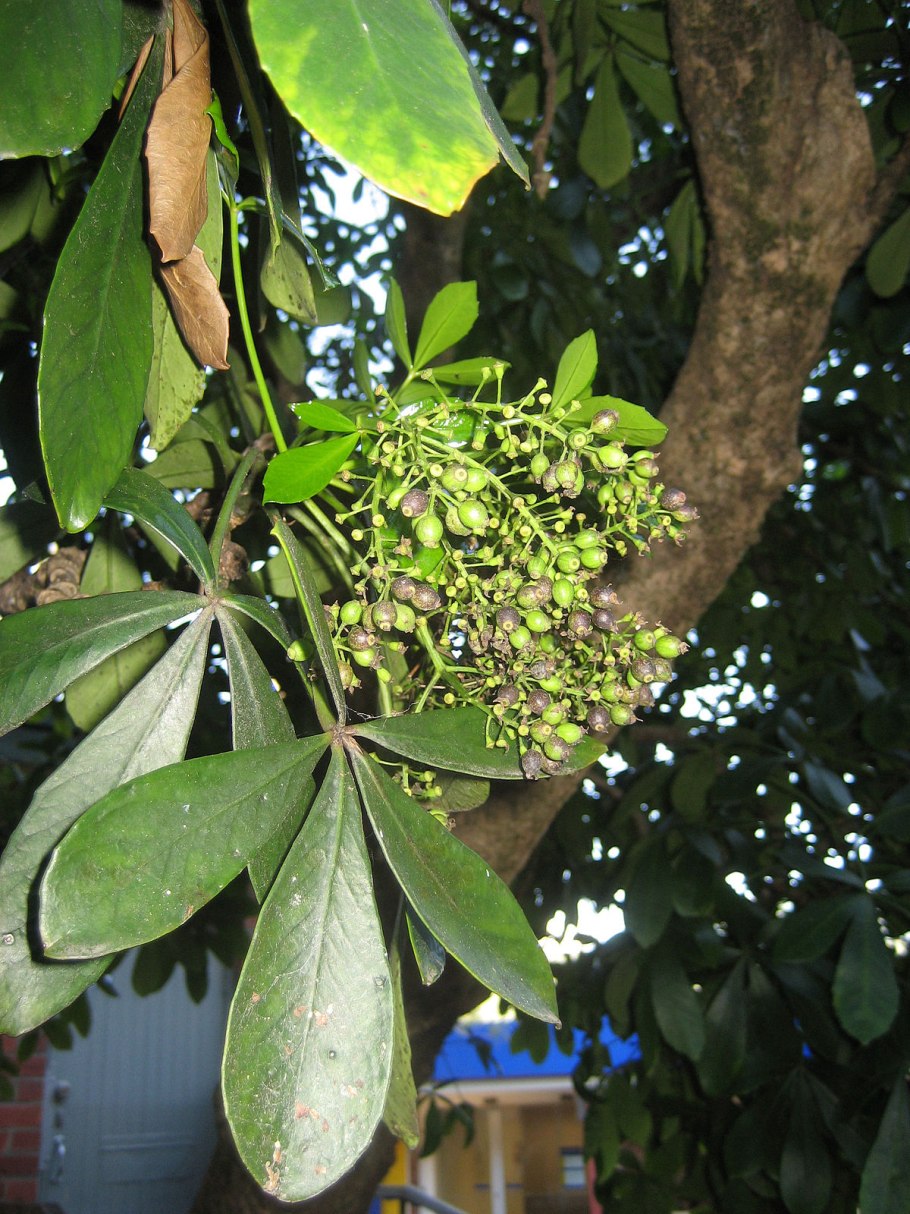 Trypophloeus granulatus (Ratz.) —