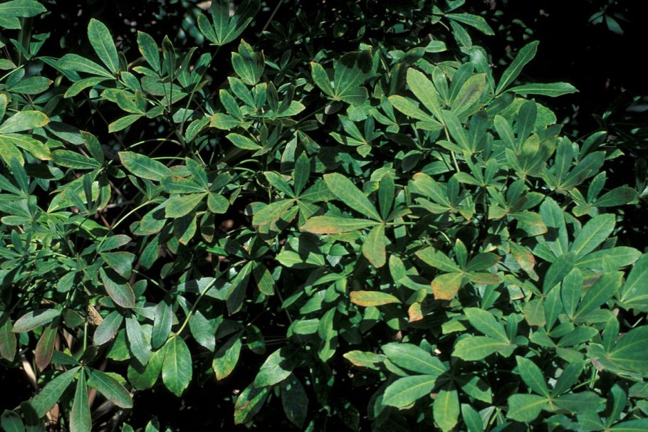 Pseudopanax laetevirens