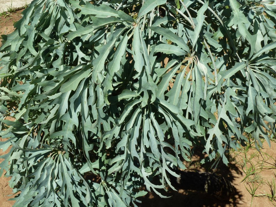 Oreopanax floribundum