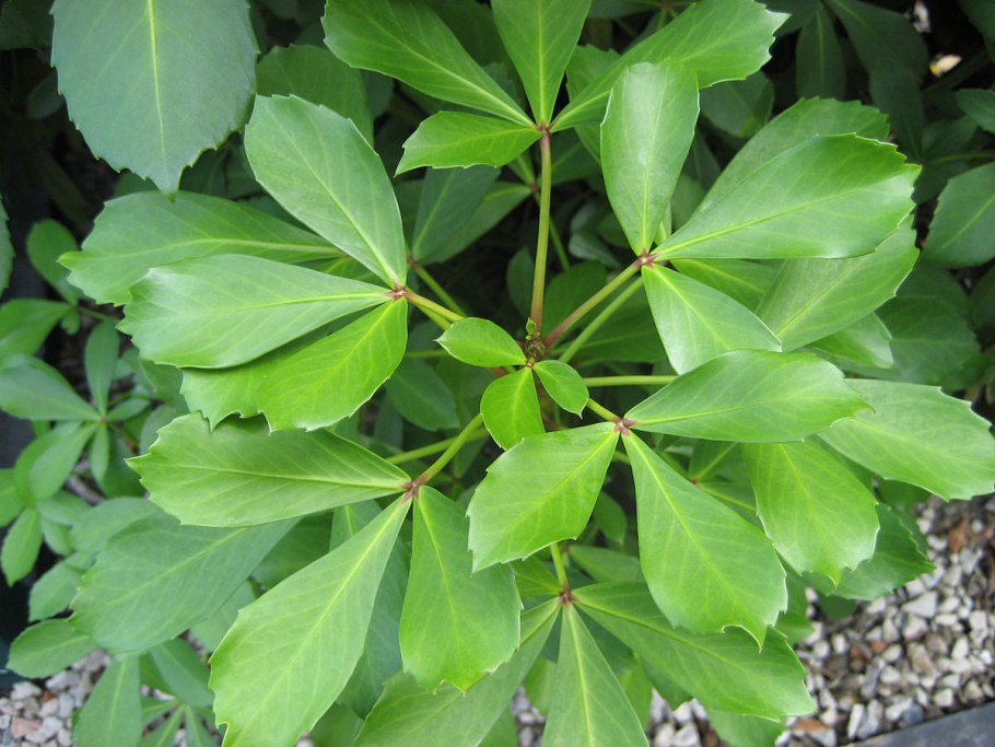 Псевдопанакс толстолистный (Pseudopanax crassifolius)