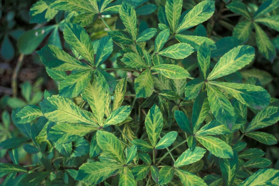 Шеффлера актинофилла фото