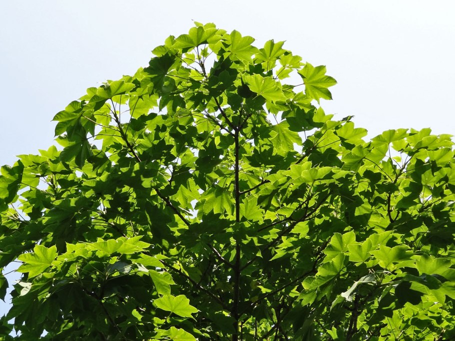 Калопанакс семилопастный