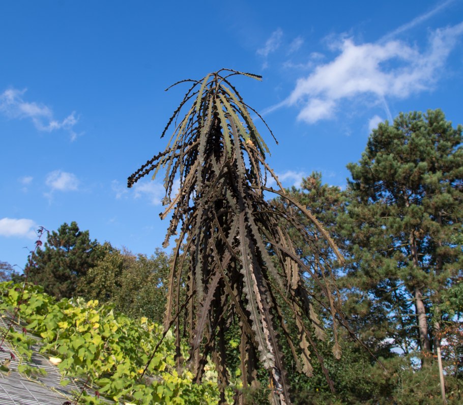 Pseudopanax laetevirens