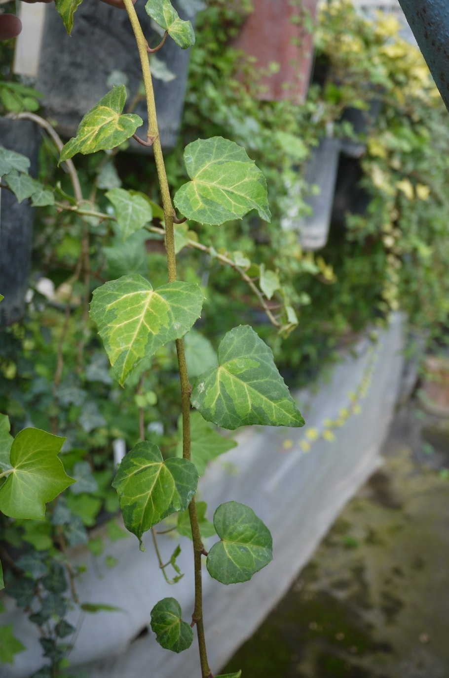 Плющ обыкновенный hedera helix