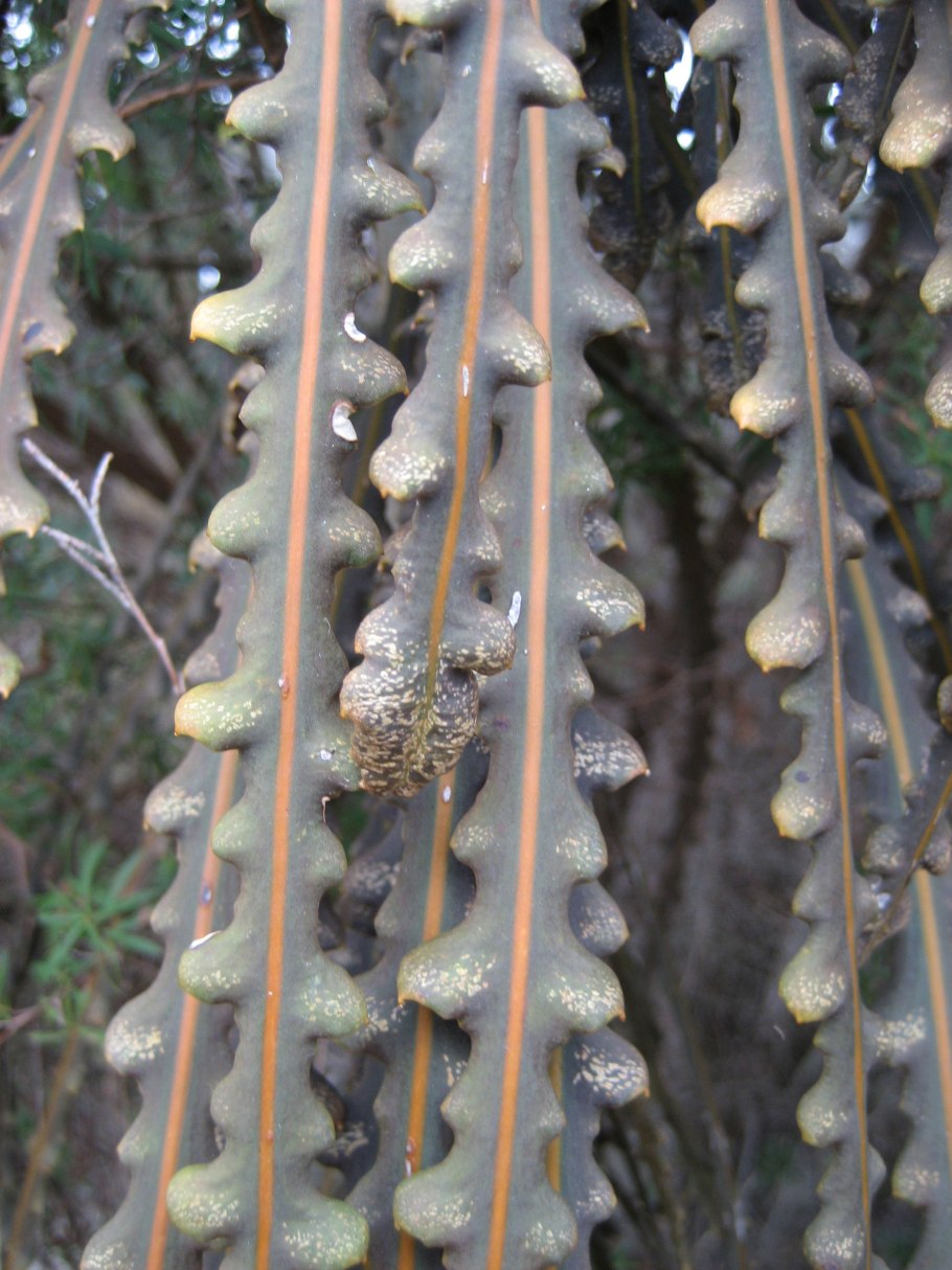 Pseudopanax crassifolius