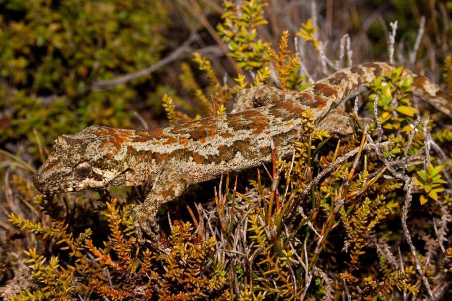 Майтенус Боариа