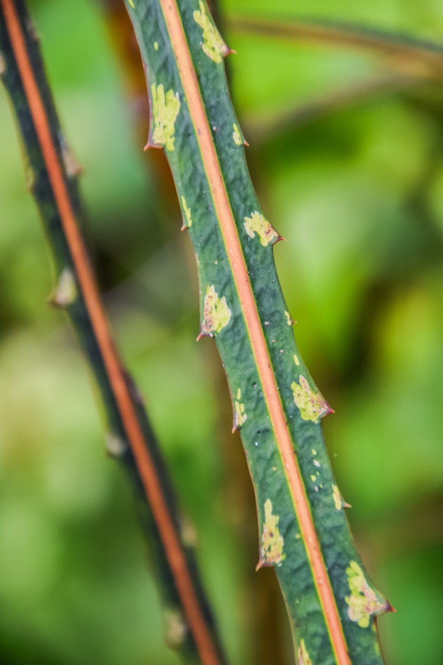 Cabbage Tree New Zealand