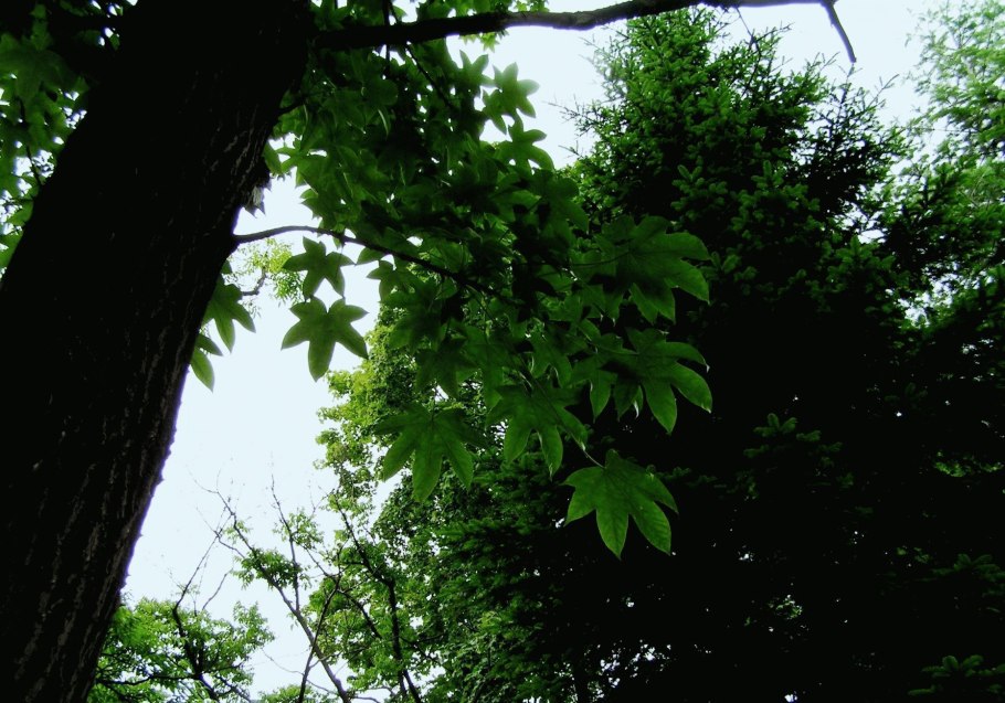 Листовик сколопендровый