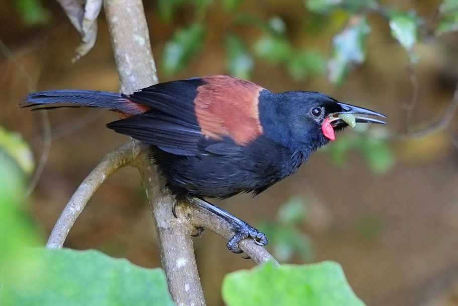 Philesturnus carunculatus
