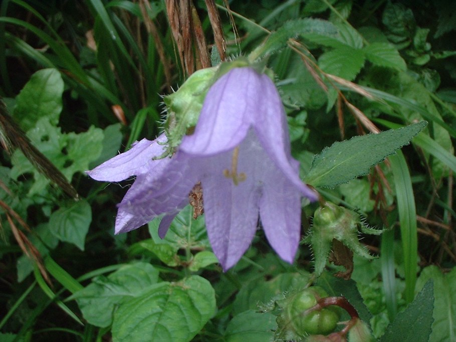 Колокольчик персиколистный (Campanula persicifolia `Takion Blue`)