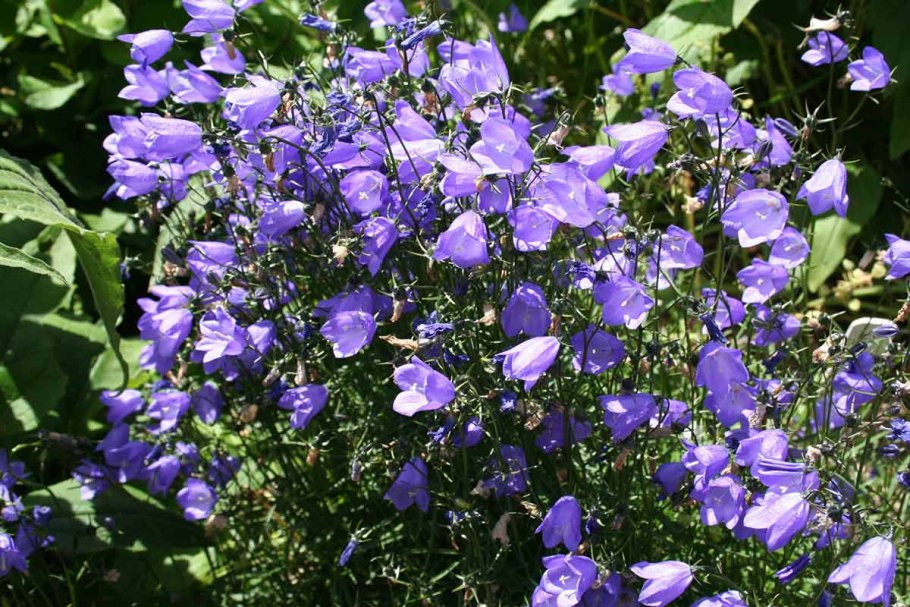 Campanula punctata 'Cherry Bells'