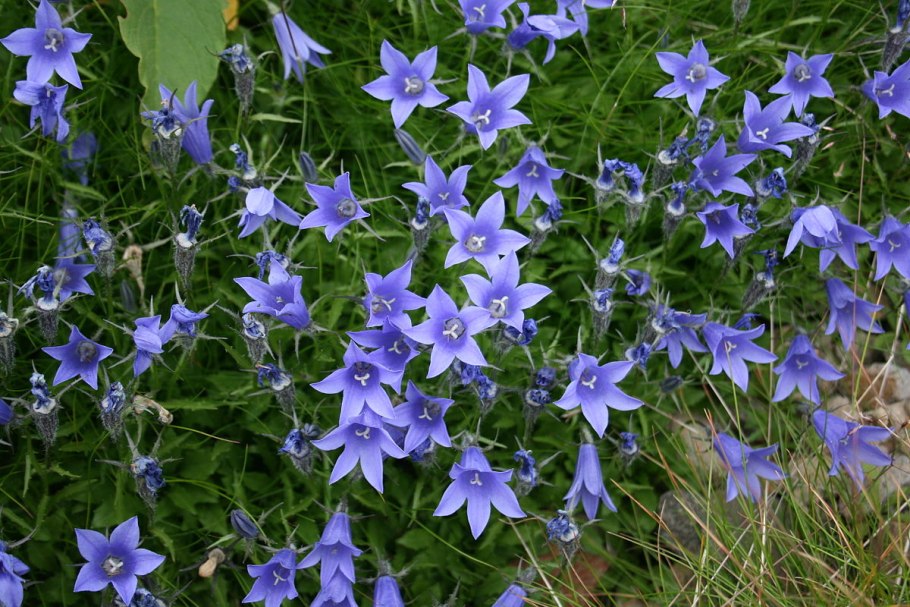 Campanula lasiocarpa