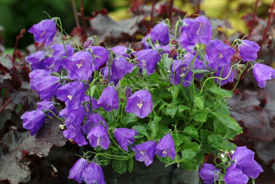 Колокольчик персиколистный (Campanula persicifolia l.)